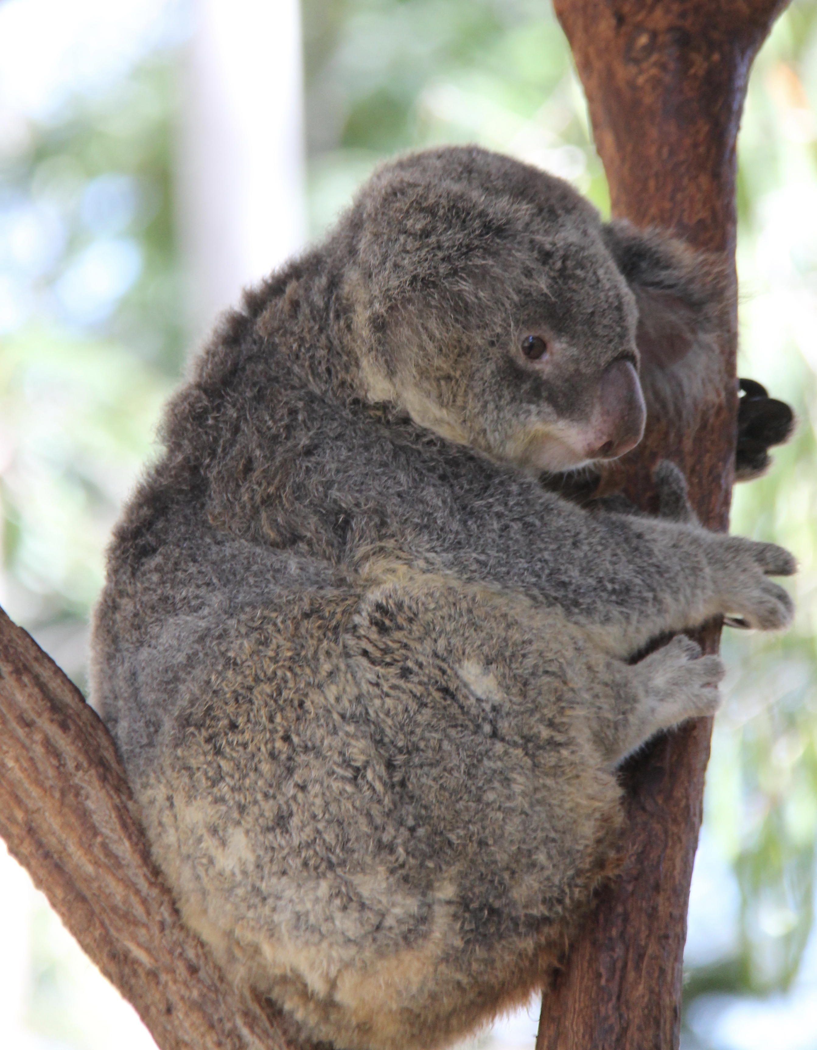 Townsville, Queensland, Australia on May 5th